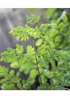 Moringa Oleifera PKM 2 - Fast Grower White Flowers Tropical Seeds For Planting • $10