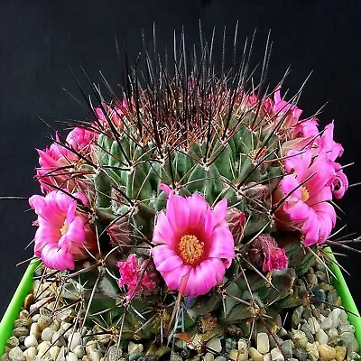 Own Root | Mammillaria Melanocentra Rubrograndis | Large Live Cactus Plant • $9.99