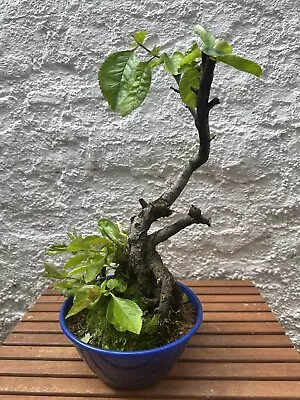 Bonsai Tree Chaenomeles Quince Flowering 🌺 33 Years Old • £165