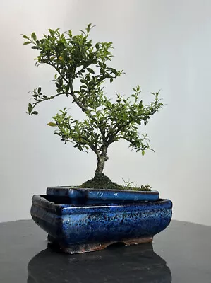 Way Of Life Bonsai Tree - DIY Japanese Holly - FREE UK DELIVERY/NARUKO • £89.99