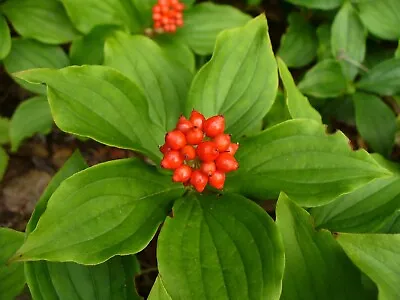 Creeping Dogwood (Bunchberry) Cornus Canadensis Seeds (Showy Edible) • $38