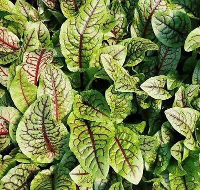 £1.99 • Buy Red Veined Sorrel Seeds - Finest Quality UK Herb Seeds