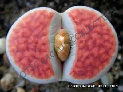 RARE LITHOPS KARASMONTANA ORANGE ICE Living Stones Rare Mesembs Seed 30 SEEDS • $8.99