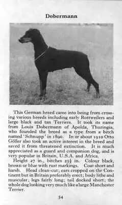 Doberman Pinscher - CUSTOM MATTED - 1970 Vintage Dog Art Photo Print - GIFT • $12.50