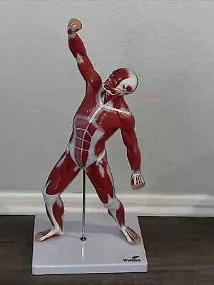 Wellden Muscular System Model 20” Human Muscles Anatomy Axis Scientific • $79.99