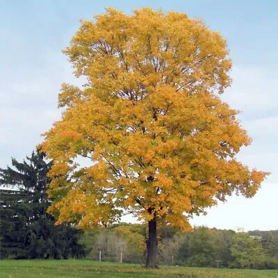 FAST GROWING TREE SEEDS: Silver Maple (Acer Saccharum) | Size:10-100 | US Native • $3.25