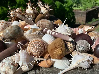 Huge Lot Of Beautiful Seashells 5+ LBS Sea Shells Best Price! Free Ship!  • $49.99