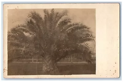 1918 Palm Tree Mother Death Announcement Medford Oregon OR RPPC Photo Postcard • $19.97