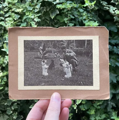 Unusual Vintage Photo Man With Begging Dogs Jack Russells • £14