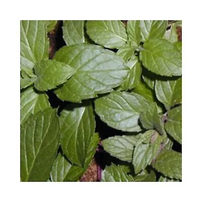 6 Orange Mint Herb Plug Plants Grow Your Own Herb Garden Mint Orange Herb • £12.99
