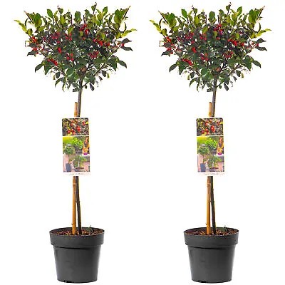 Standard Holly Tree | Hardy Evergreen Red Berry Ilex Lollipop | For Patio Garden • £32.99