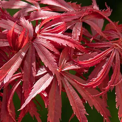 Acer Jerre Schwartz Plant Japanese Maple Tree Outdoor Garden Shrub Potted • £29.99