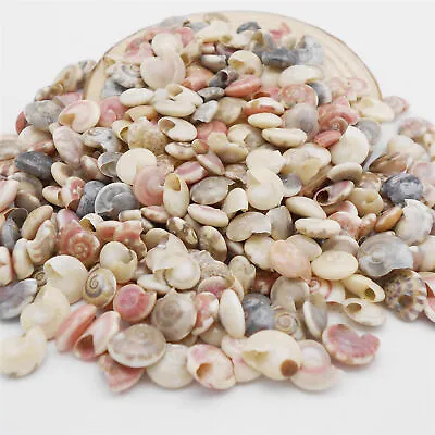 200-pack Bulk Tiny Snail Shells Seashells Beach Wedding Craft Decoration 4-12 Mm • £3.59