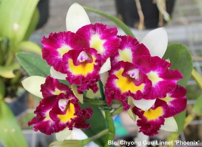 $60 • Buy Cattleya Division: Rlc. Chyong Guu Linnet 'Phoenix' AM/AOS