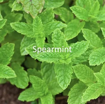 MINT SEEDS COLLECTION - Spearmint Peppermint And Apple Mint Seeds • £2.39