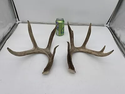 8 Point Big Wild Whitetail Deer Antler Shed Mount Antlers Decor Buck Horns Rack • $49.99