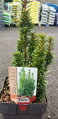 Taxus Baccata David Column Yew Evergreen Plant Perennial 1 X 2 Litre Pot • £11.99