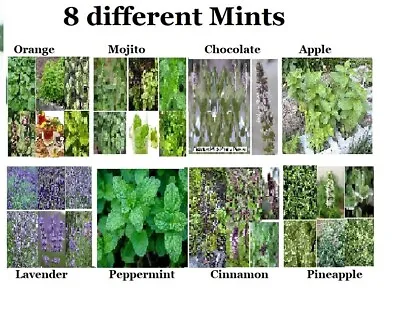 8 Seed Mints:Mojito/Cinmo/Choc/Pepperm/Lavender/Apple/Orange/Pineapple #20  USA • $8.99