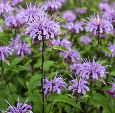 200 Lemon Bergamot Seeds Lemon Mint Monarda Citriodora - Quality UK Herb Seeds • £2.29