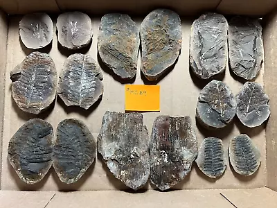 Mazon Creek Fossils !!   Lot Of 8 Pairs Of Plants !!   See Photos !! #MC89 • $110