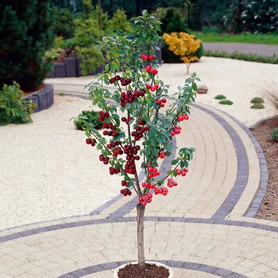 Duo Fruit Cherry Tree 2 Varieties On 1 Bare Root Tree Ideal For Small Gardens • £24.99