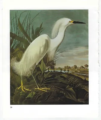 $4.99 • Buy Vintage Audubon Birds Of America Series Pictures Book Print Pages Art Ephemera