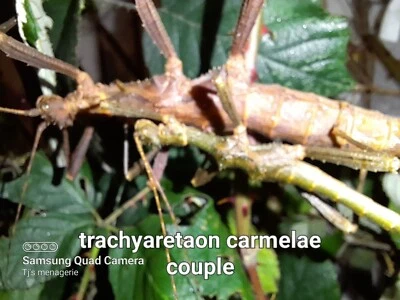 £10 • Buy Trachyaretaon Carmelae Stick Insect LIVE Nymphs X10+4 Free