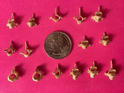 Eastern Gray Squirrel Taxidermy -15 Thoracic Vertebrae -whitened-crafts Jewelry • $9.49