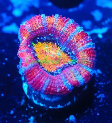 Cornbred's Skittles Bomb Acan - WYSIWYG - Frag - LIVE CORAL • $10.50