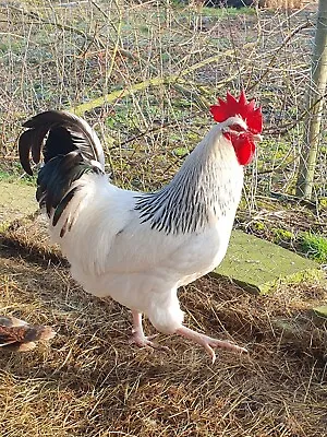 6 X Fresh Light Sussex Large Fowl Fertile Hatching Eggs/incubation • £20