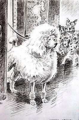 Morgan Dennis 1946 STANDARD WHITE SHOW POODLE At STAGE DOOR Vintage Dog Print • $25