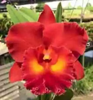 $12 • Buy Cattleya Mericlone Seedling Plant...Rlc Siam Red