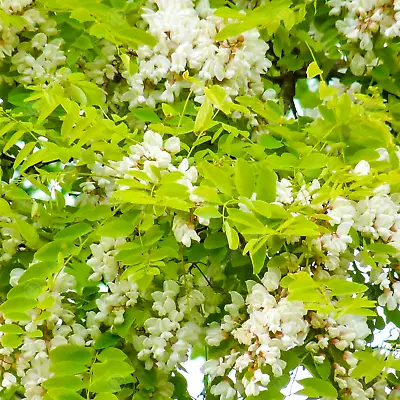 Robinia Pseudoacacia Frisia | False Acacia | Ornamental Garden Tree | 5-6ft • £79.99