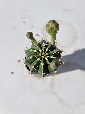 Gymnocalycium Crested Parents Mix Rare Cactus Succulent #9 • $14.99