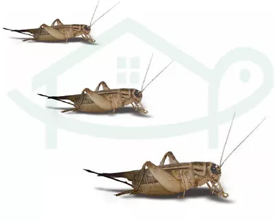 Live Crickets Small Pet Living Insect Food -  Frog Terrarium & Aquarium Feeders • $14.35