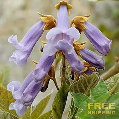 BEAUTIFUL PAULOWNIA TREE Paulownia Elongata - 1000 SEEDS. FREE S&H • $11.55