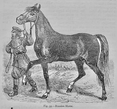 Mammalia THE RUSSIAN HORSE Original Victorian Print By Figuier C1892 • £17.50