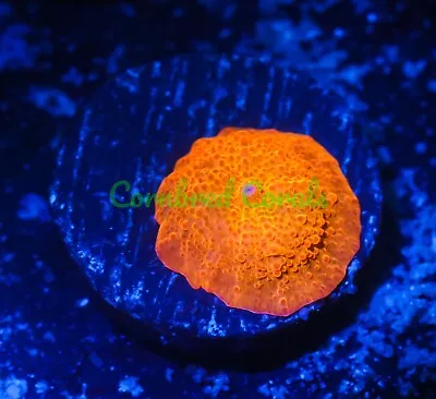 Cornbred's Rainbow Jawbreaker Mushroom - WYSIWYG - Frag - LIVE CORAL • $99.99