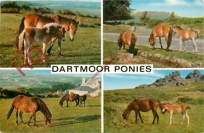 Picture Postcard::Dartmoor Ponies (Multiview) [Salmon] • £1.69