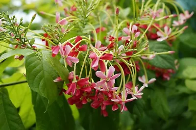 3 Quisqualis Indica Seeds Chinese HoneysuckleCombretum IndicumRangoon Creeper • £6.60