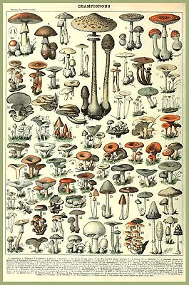 8331.Decoration Poster.Home Room Wall Design Art Print.Mushroom Science Decor • $60