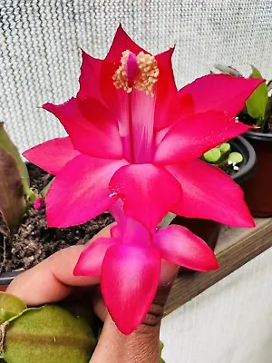 Zygo Cactus “SANGRIA” Schlumbergera 3Cuttings With 3 Segments • $13