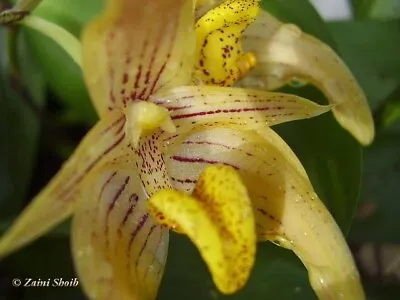 $25 • Buy Species Orchid - Bulbophyllum Variable