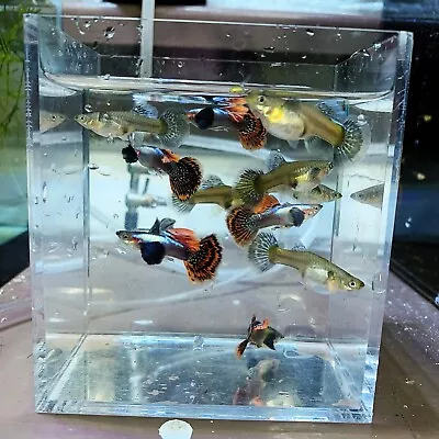 $18.95 • Buy 1 Pair - Dumbo Mosaic Guppy High Quality Live Guppy Fish - USA Seller