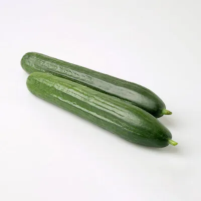 Cucumber 'Carmen'. Medium Plug Plant X 4. AGM Winner. High Yields. Disease Re... • £10.95