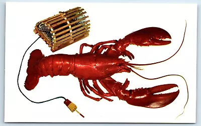 Postcard A Maine Lobster And Miniature Model Of Lobster Trap Chrome F112 • $1.99