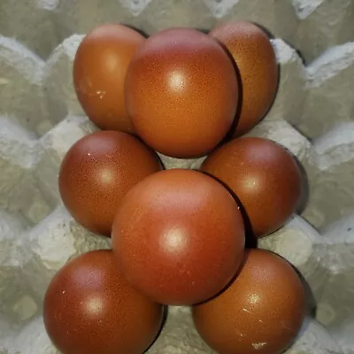 6 Black Copper Marans Fertilized Hatching Eggs  Dark Copper Color • $25