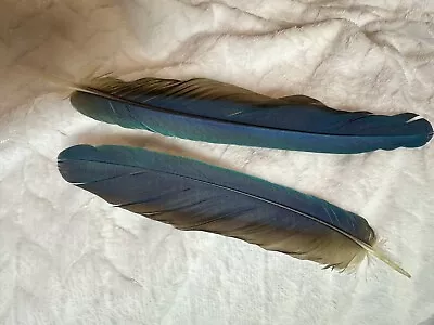 Macaw Tail Feathers Crafts Vibrant Blue/yellow. Naturally Molted Parrot Bird • $9