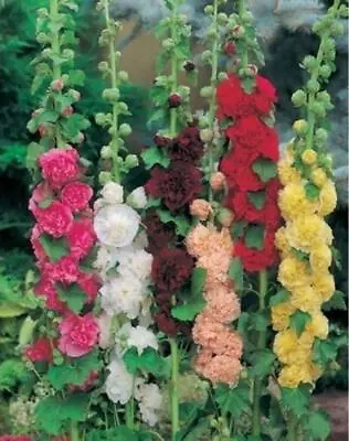 Hollyhock Alcea 'Chater Double Mixed' LARGE Perennial Plug Plants Pack X6  • £9.95