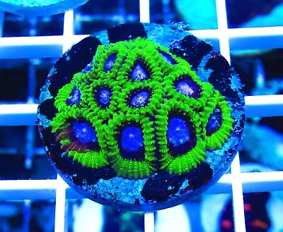 Wysiwyg ECR Ultra Rators Peace Mini Colony Live Coral • $49.99